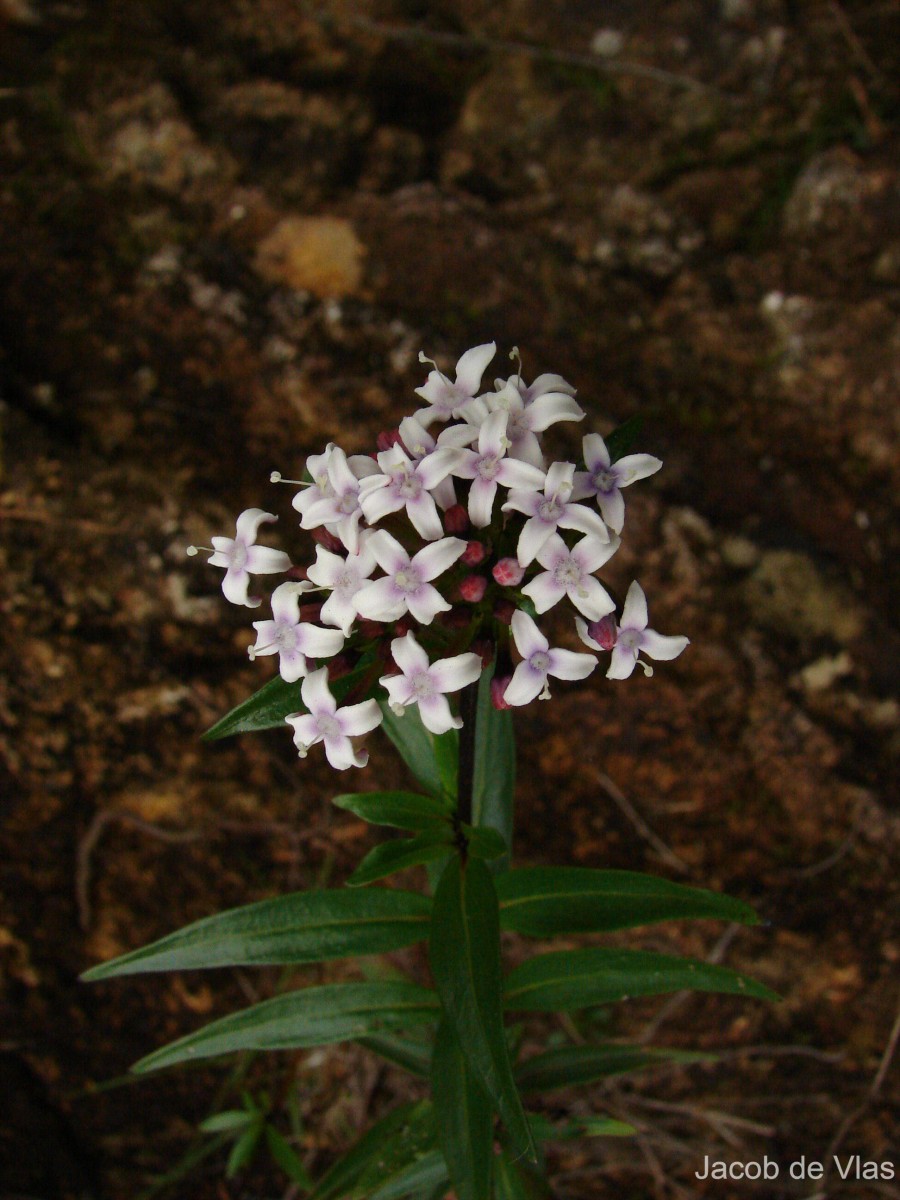 Knoxia platycarpa var. platycarpa